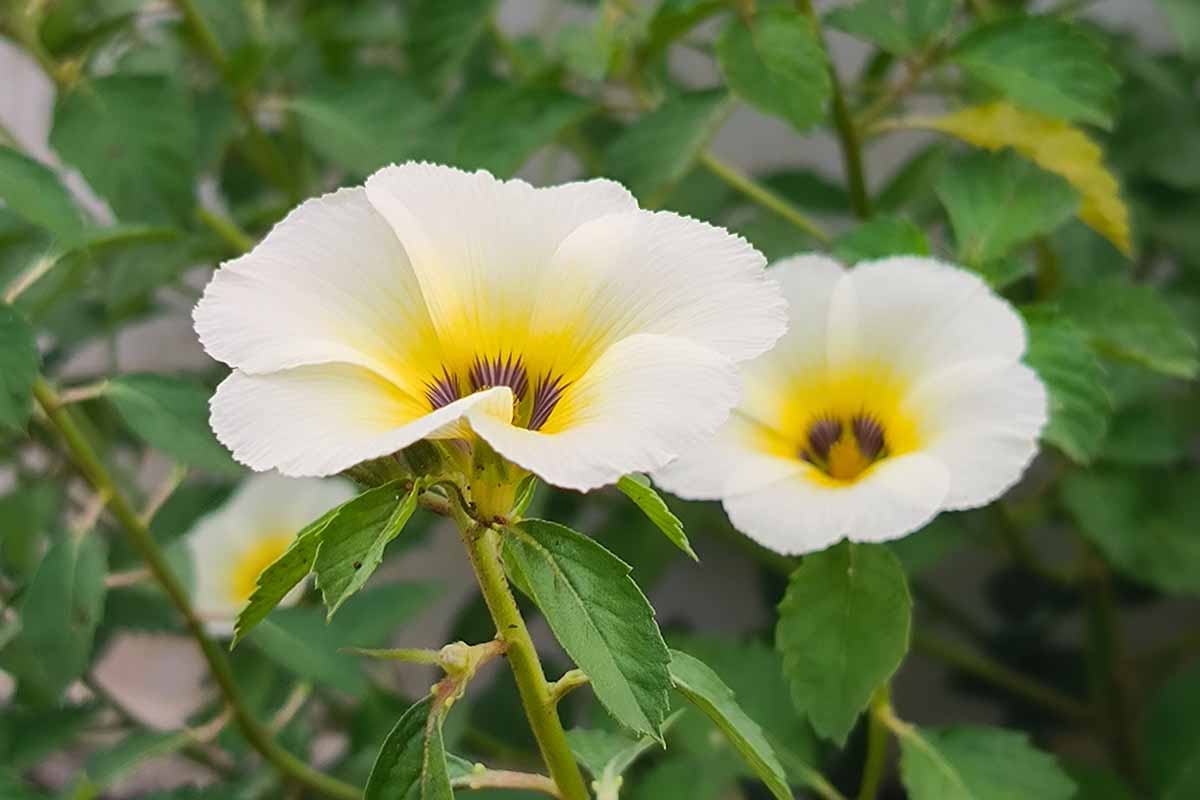 Une image horizontale rapprochée de deux fleurs d'hibiscus trionum poussant dans le jardin illustré sur un fond de mise au point doux.