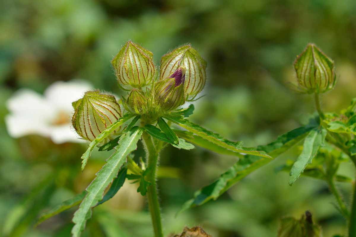 Une image horizontale rapprochée des bourgeons d'une plante de fleur de l'heure poussant dans le jardin illustré sur un fond de mise au point doux.