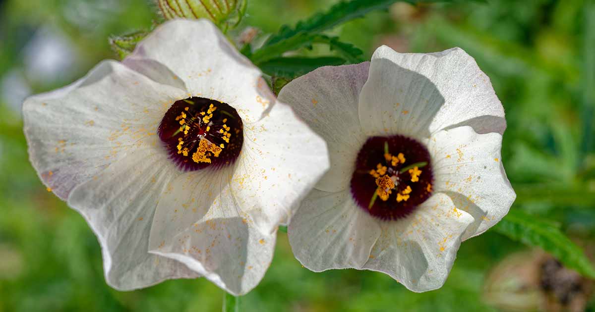 Comment cultiver une fleur de l'heure (Hibiscus trionum)