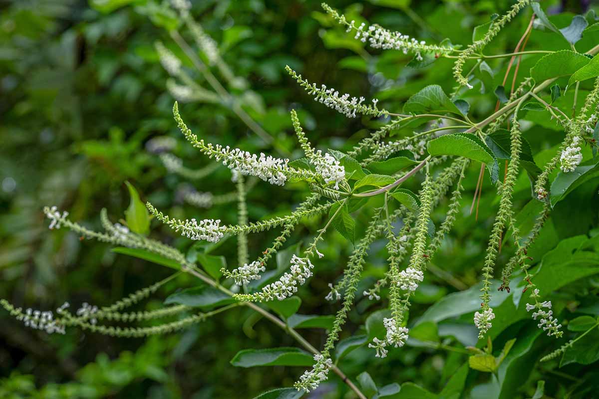 Une image horizontale des branches d'un buisson d'amande sucré (Aloysia virgata) avec des fleurs blanches et des feuilles vert vif illustrées sur un fond de mise au point doux.