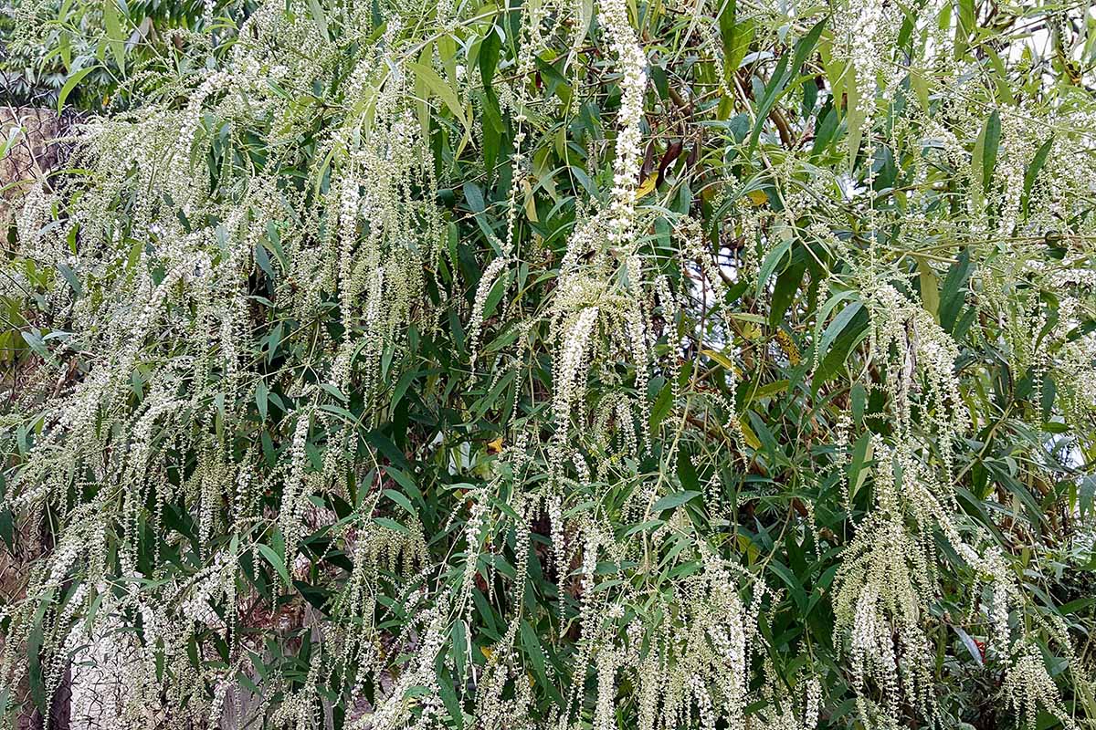 Une image horizontale rapprochée des fleurs et du feuillage d'un buisson d'amande sucré (Aloysia virgata) poussant dans le paysage.