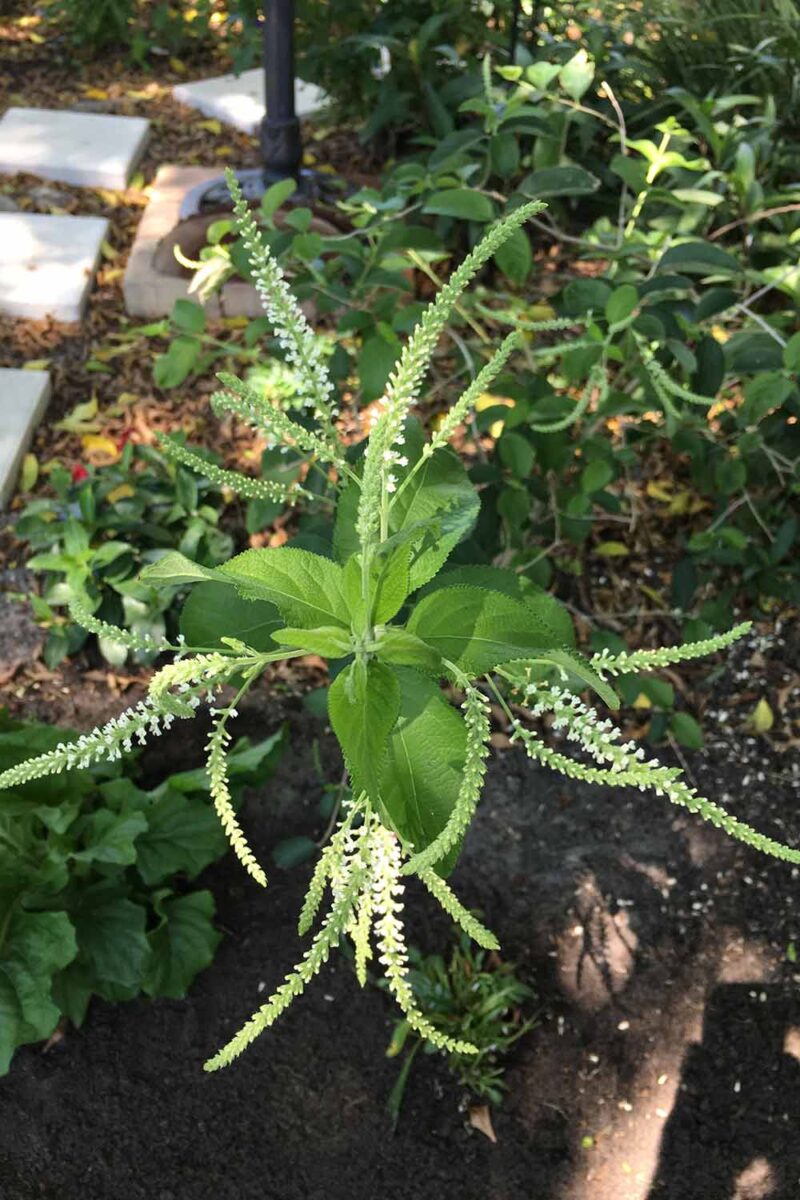 Une image verticale rapprochée d'une petite buisson d'amande sucré fraîchement transplantée poussant dans une bordure de jardin.