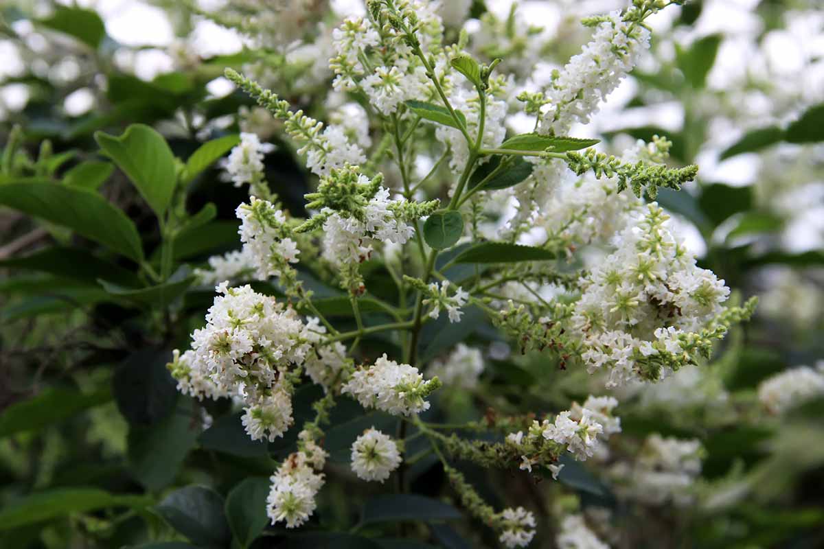 Une image horizontale rapprochée des grappes blanches parfumées de fleurs sur un buisson d'amande sucré (Aloysia virgata) poussant dans le jardin.