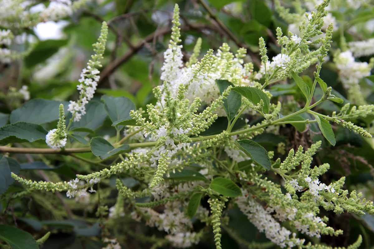 Une image horizontale rapprochée des branches du buisson d'amande sucré avec de minuscules fleurs blanches illustrées sur un fond de mise au point doux.