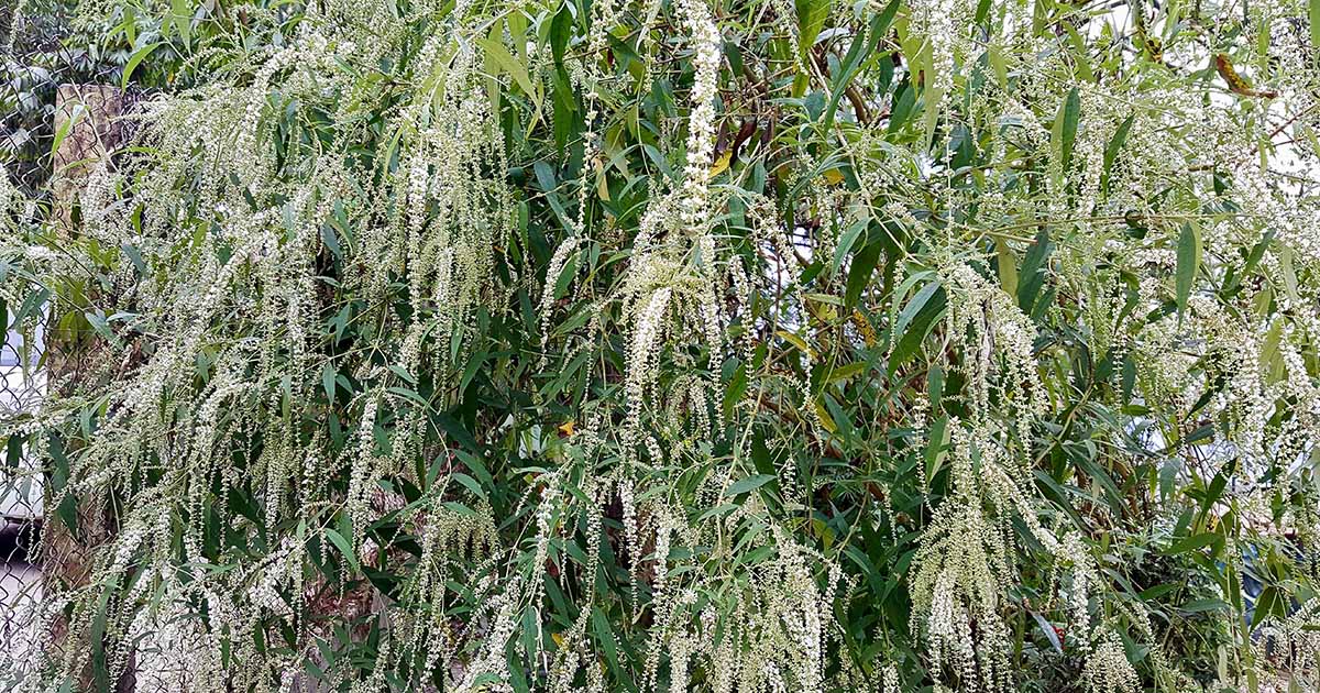 Comment grandir et prendre soin de Sweet Amand Bush