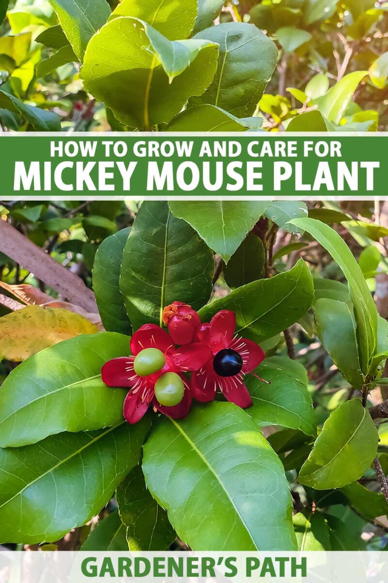 Une image verticale rapprochée d'une souris Mickey (Ochna serrulata) poussant dans le jardin illustré sous un soleil léger sur un fond de mise au point doux. En haut et en bas du cadre se trouve le texte imprimé vert et blanc.