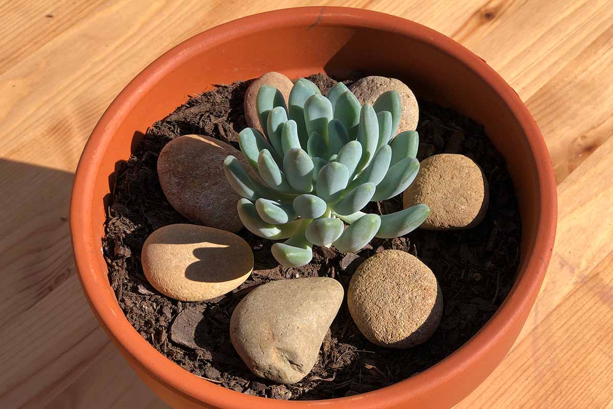 Une image horizontale rapprochée de «Belle Blue» poussant dans un pot en céramique entouré de pierres placées sur une surface en bois au soleil vif.