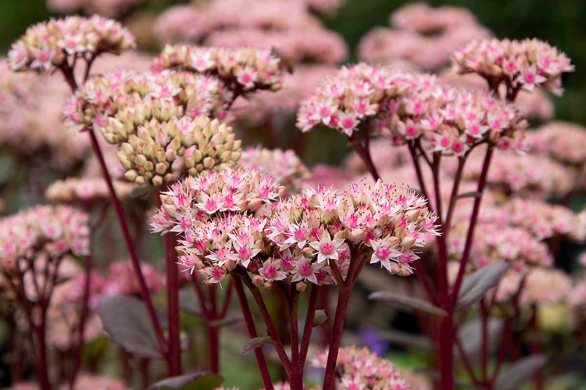 Une image horizontale rapprochée du sedum à fleurs poussant dans le jardin illustré sur un fond de mise au point doux.