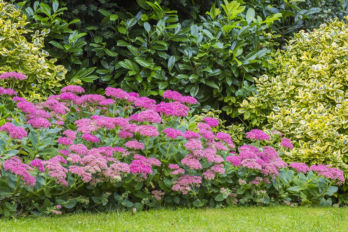 Une image horizontale rapprochée de stonecrop à fleurs poussant dans une bordure vivace mixte.