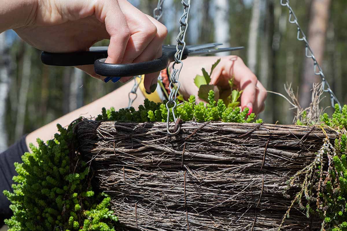Une image horizontale rapprochée de deux mains du haut du cadre qui coupe une plante succulente poussant dans un panier suspendu.