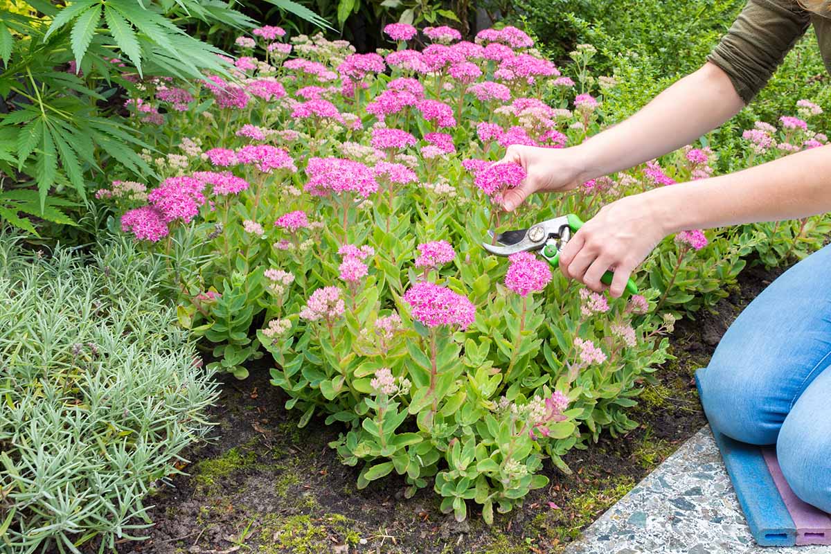 Une image horizontale rapprochée d'un jardinier réduisant les fleurs d'un stonecrop droit poussant dans une bordure de jardin.
