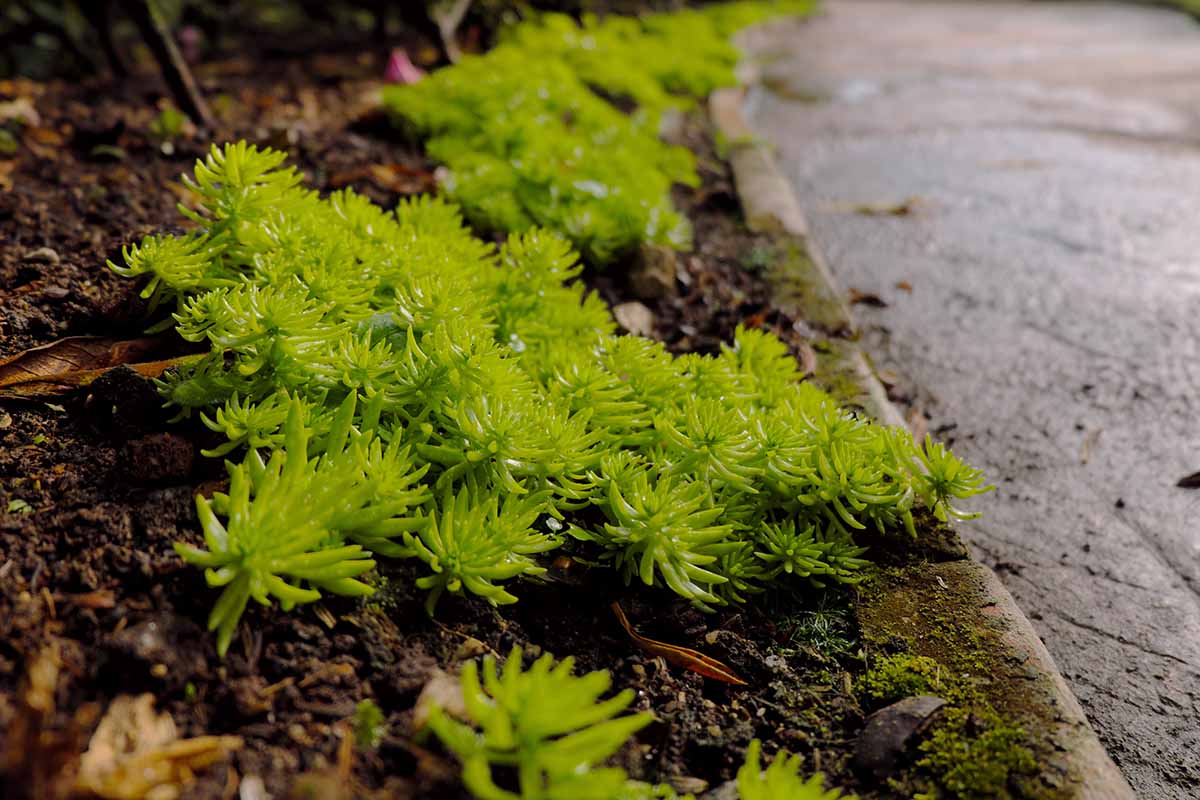 Une image horizontale rapprochée d'un couvercle au sol stonecrop poussant dans un lit à côté d'une passerelle en béton.