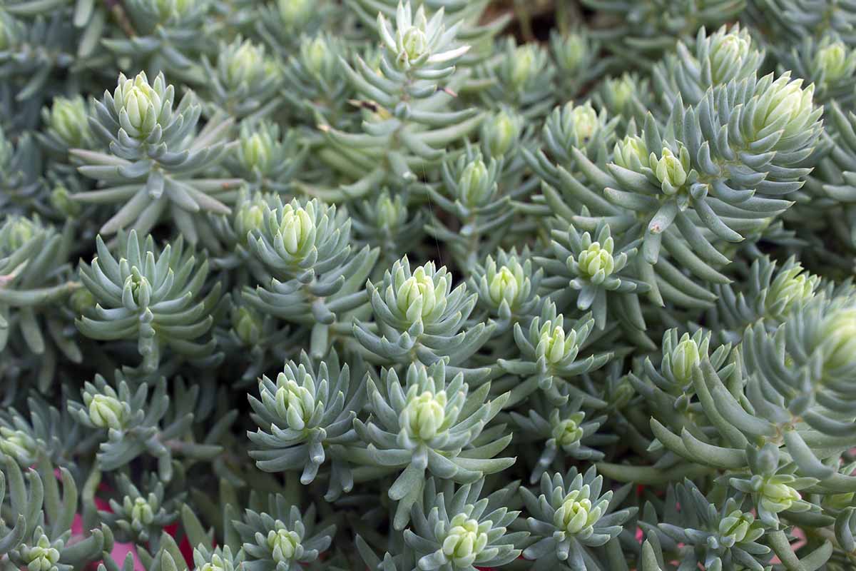 Une image horizontale rapprochée du sedum «épinette bleue» poussant comme couverture au sol dans le jardin.