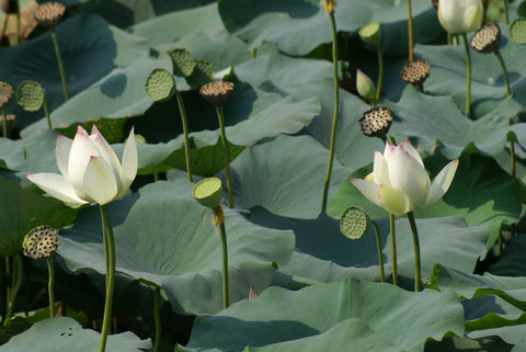 Des questions fréquemment posées sur la croissance du lotus
