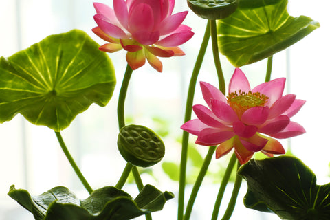 Récolte des fleurs de lotus