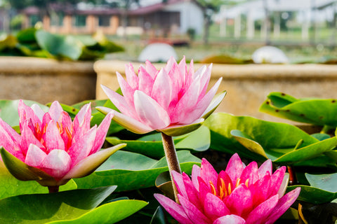 Comment faire pousser des fleurs de lotus à partir d'ampoules ou de graines