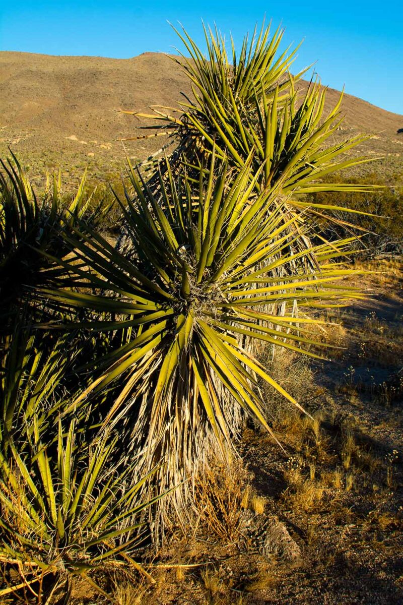 Une image verticale rapprochée des plantes de yucca poussant dans le paysage.