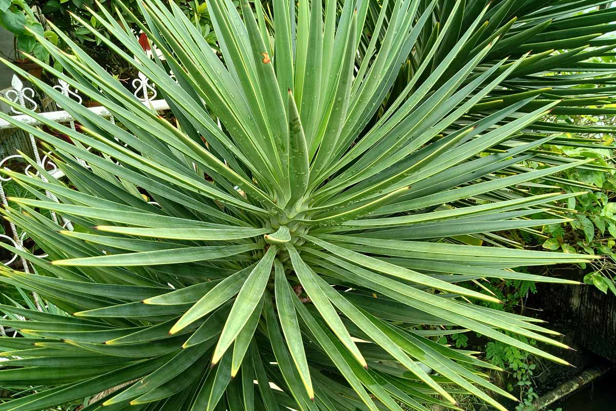 Une image horizontale rapprochée d'un Yucca Gloriosa poussant dans le paysage.
