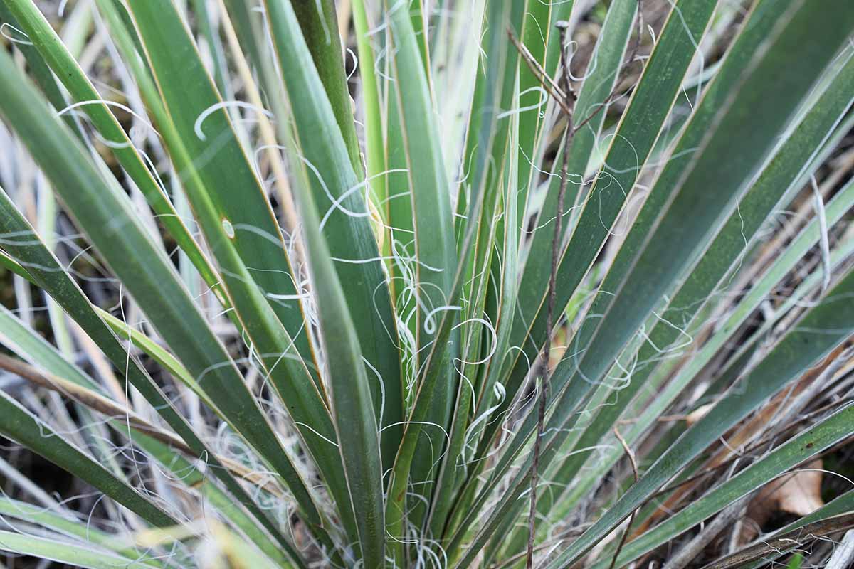 Une image horizontale rapprochée du Yucca poussant dans le jardin.