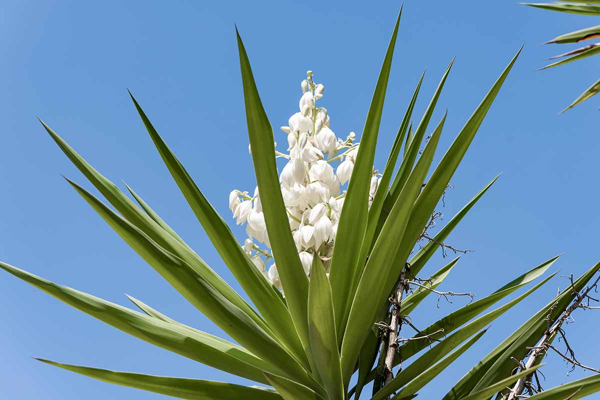 Une image horizontale rapprochée des fleurs blanches et du feuillage vert d'une aiguille d'Adam illustrée sur un fond de ciel bleu.