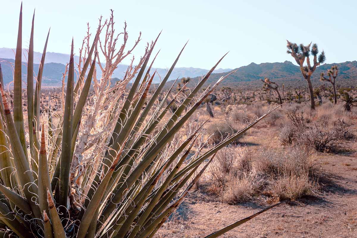 Une image horizontale des plantes de yucca poussant dans le désert.