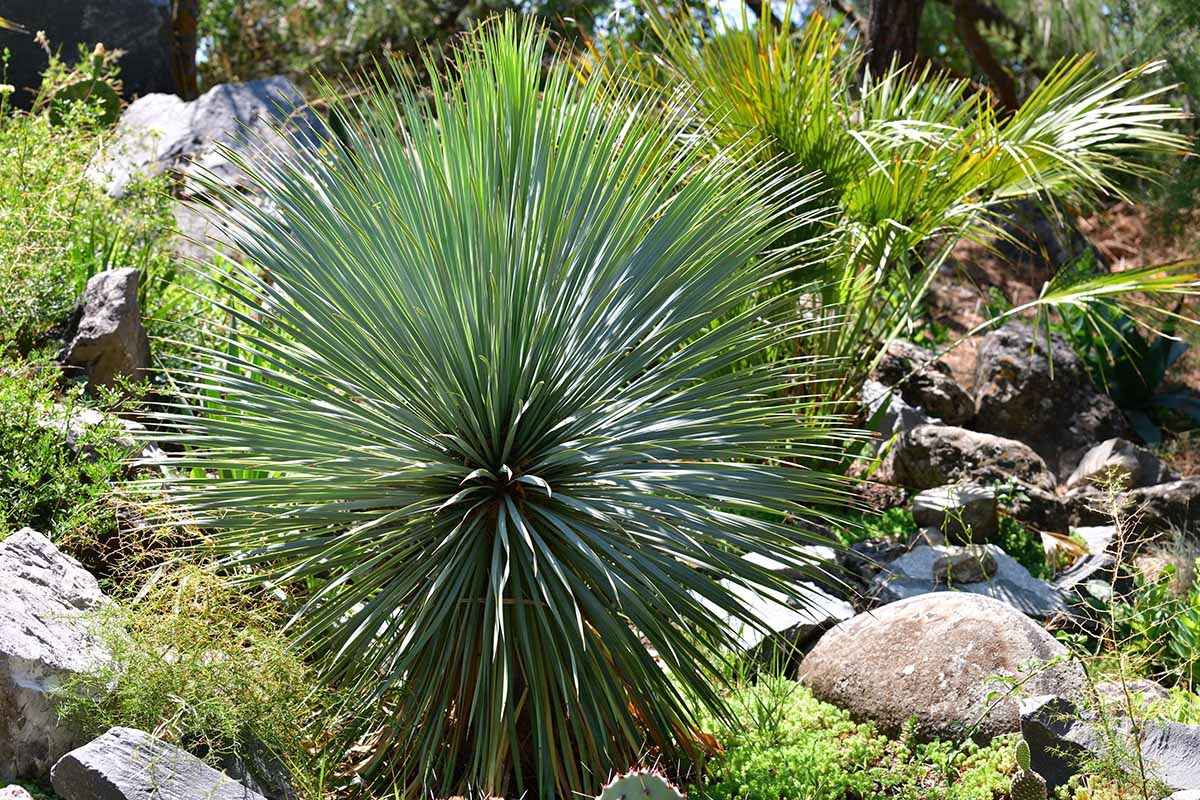 Une image horizontale rapprochée d'une plante de yucca se cultive dans une section rocheuse du paysage illustré sous un soleil brillant.