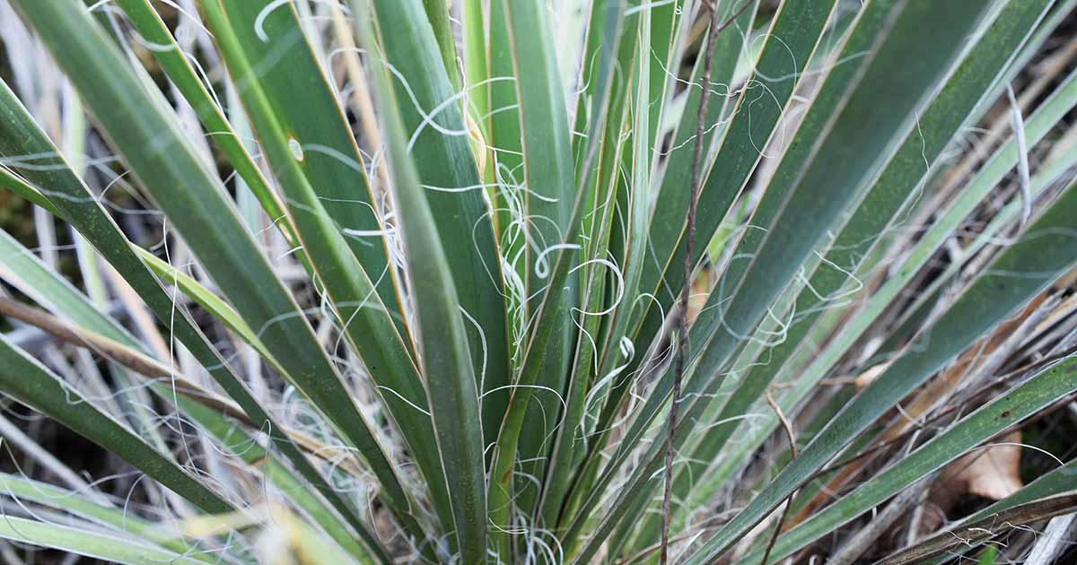 Comment éliminer les plantes de yucca du paysage