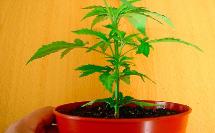 Plante de marijuana en pot saupoudré Plante de marijuana en pot saupoudré