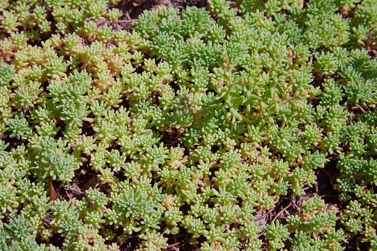 Une image horizontale rapprochée de Stonecrop Goldmoss poussant dans le jardin d'été.