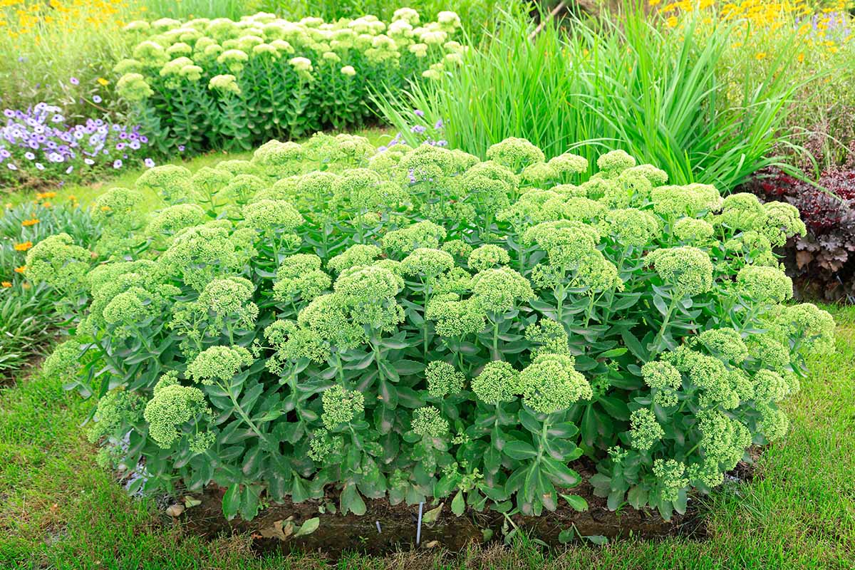 Une image horizontale rapprochée d'une parcelle de sedum vertical poussant dans le paysage.