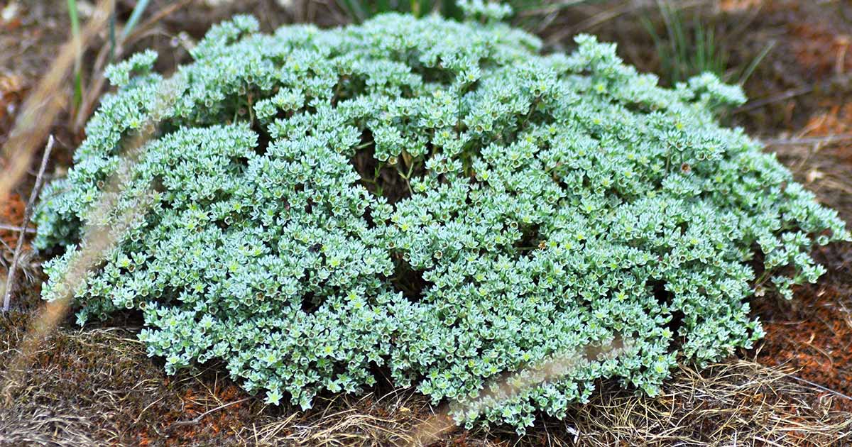 Quand et comment diviser Sedum (stonecrop)