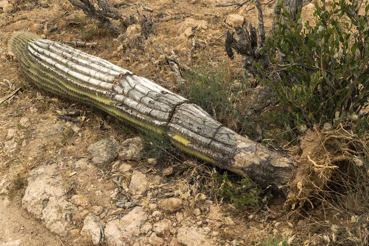 Une image horizontale rapprochée d'un grand saguaro couché sur le côté souffrant de coups de soleil et de pourriture.