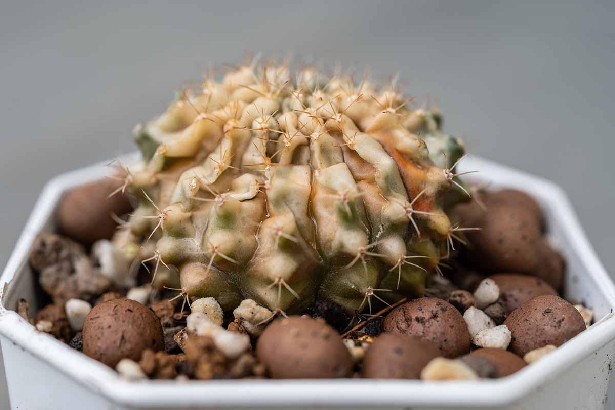 Une image horizontale rapprochée d'une petite plante de cactus dans un pot blanc souffrant de coups de soleil illustrés sur un fond de mise au point doux gris.
