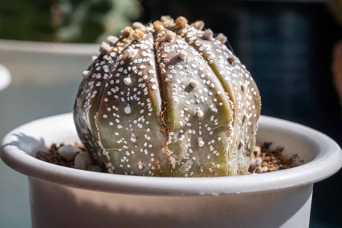 Une image horizontale rapprochée d'un petit cactus d'étoile poussant dans un pot souffrant de coups de soleil et de pourriture, illustré en lumière vive sur un fond de mise au point doux.