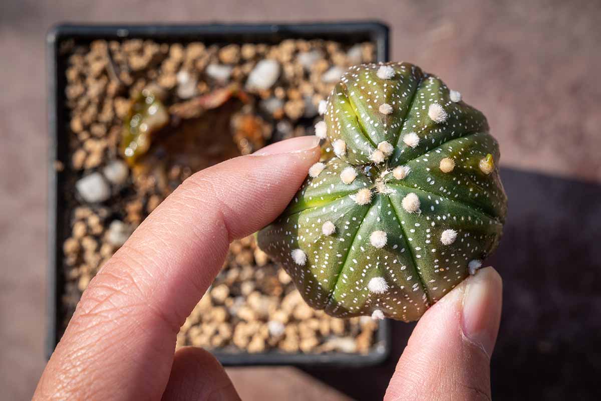 Une image horizontale rapprochée d'une main du bas du cadre retenant un petit astrophyte qui est devenue douce et pourrie.