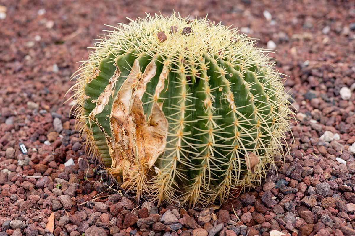 Une image horizontale rapprochée d'un cactus en baril avec des dommages à son côté, poussant dans un jardin rocheux.