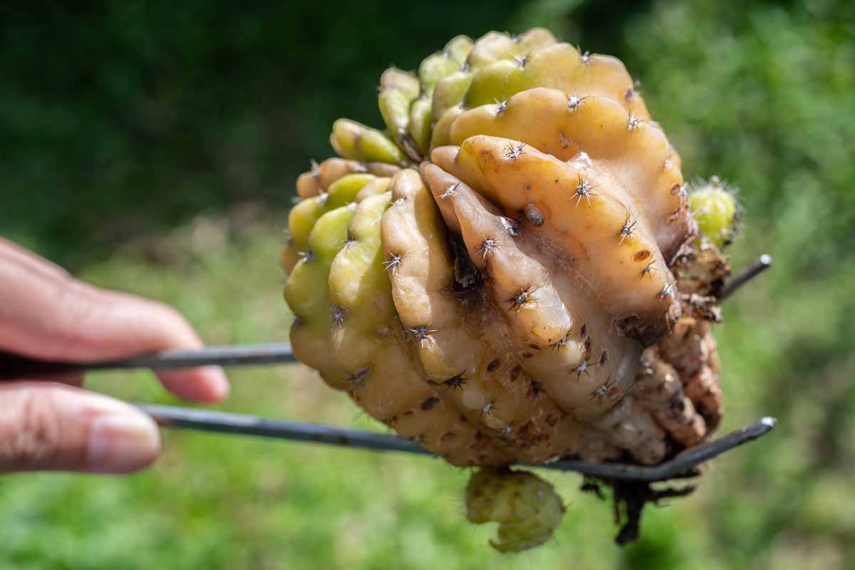 Une image horizontale rapprochée d'une main de la gauche du cadre en utilisant une paire de pinces pour maintenir une plante de cactus pourrie illustrée sur un fond de mise au point doux.