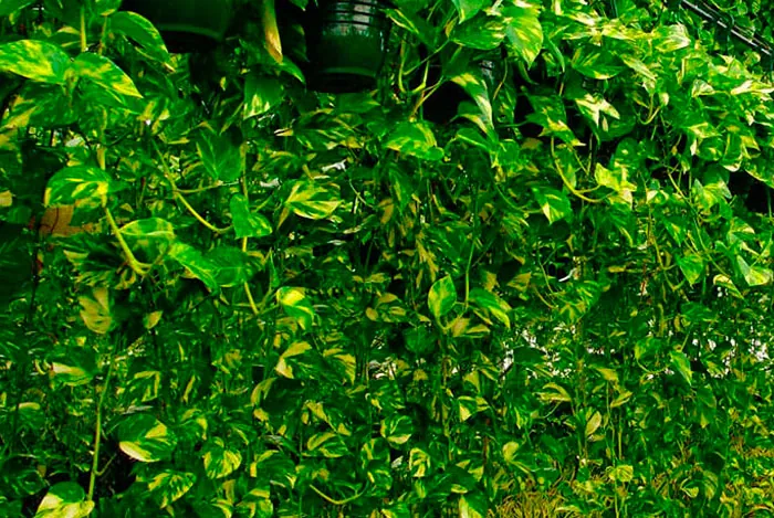 Pothos Pendant sur un mur vertical Pothos Pendant sur un mur vertical