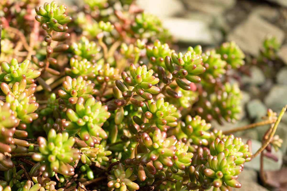 Une image horizontale rapprochée de succulentes à gelée poussant dans un récipient dans un endroit ensoleillé.