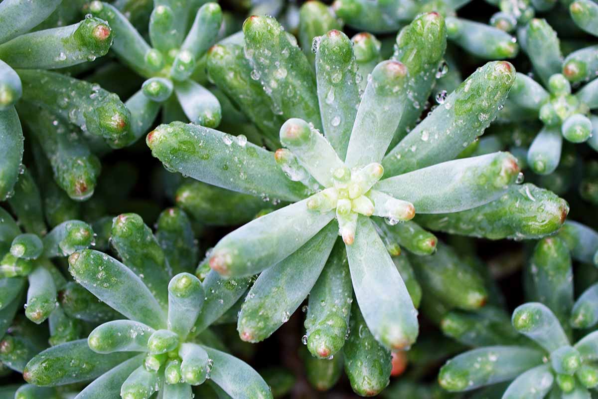 Une image horizontale rapprochée des plantes succulentes Sedum x Rubrotincum poussant dans le jardin.
