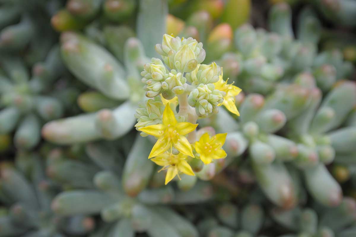 Une image horizontale rapprochée des fleurs d'un SEDUM x rubrotincum poussant à l'extérieur.