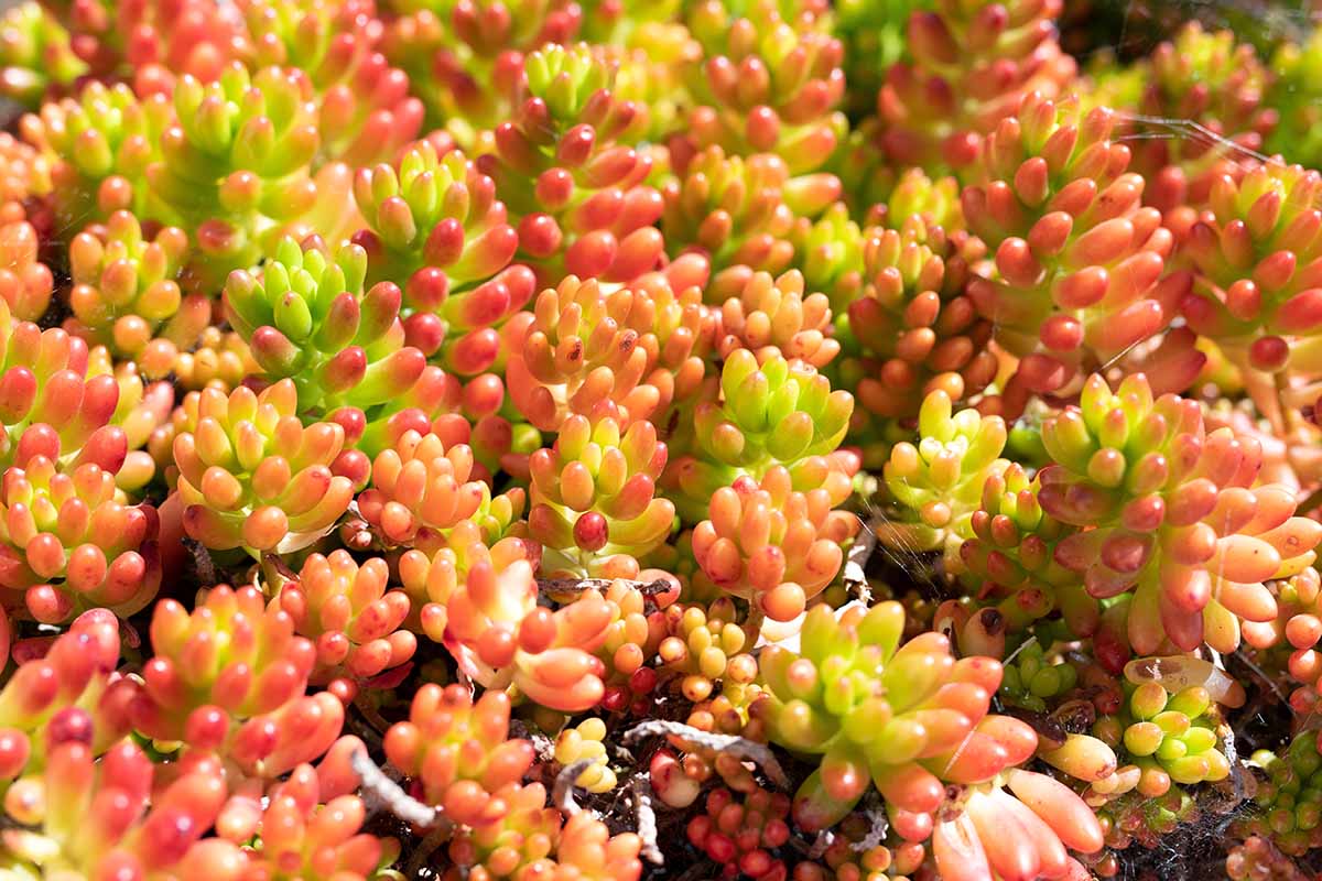Une image horizontale rapprochée de succulentes de haricots à gelée aka porc et haricots (Sedum x rubrotincum) poussant dans un endroit ensoleillé dans le jardin.