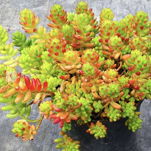 Une image carrée rapprochée d'un petit sedum poussant dans un récipient réglé sur une surface grise.
