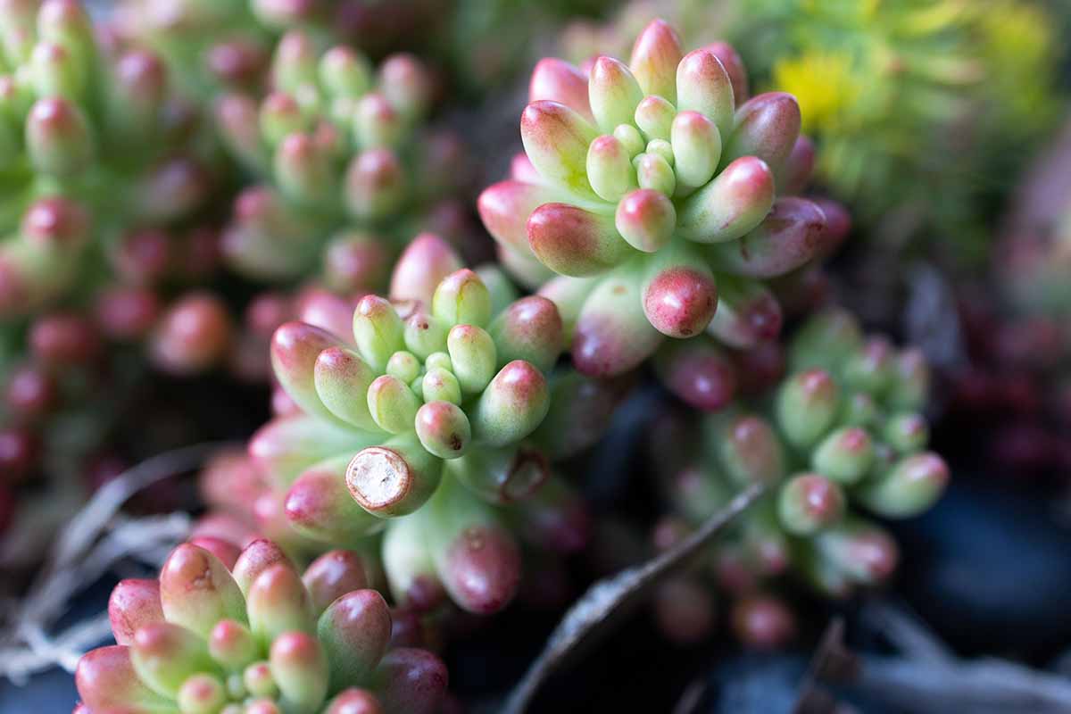Une image horizontale rapprochée de Sedum x rubrotincum aka porc et haricots succulentes poussant dans un pot à l'intérieur.