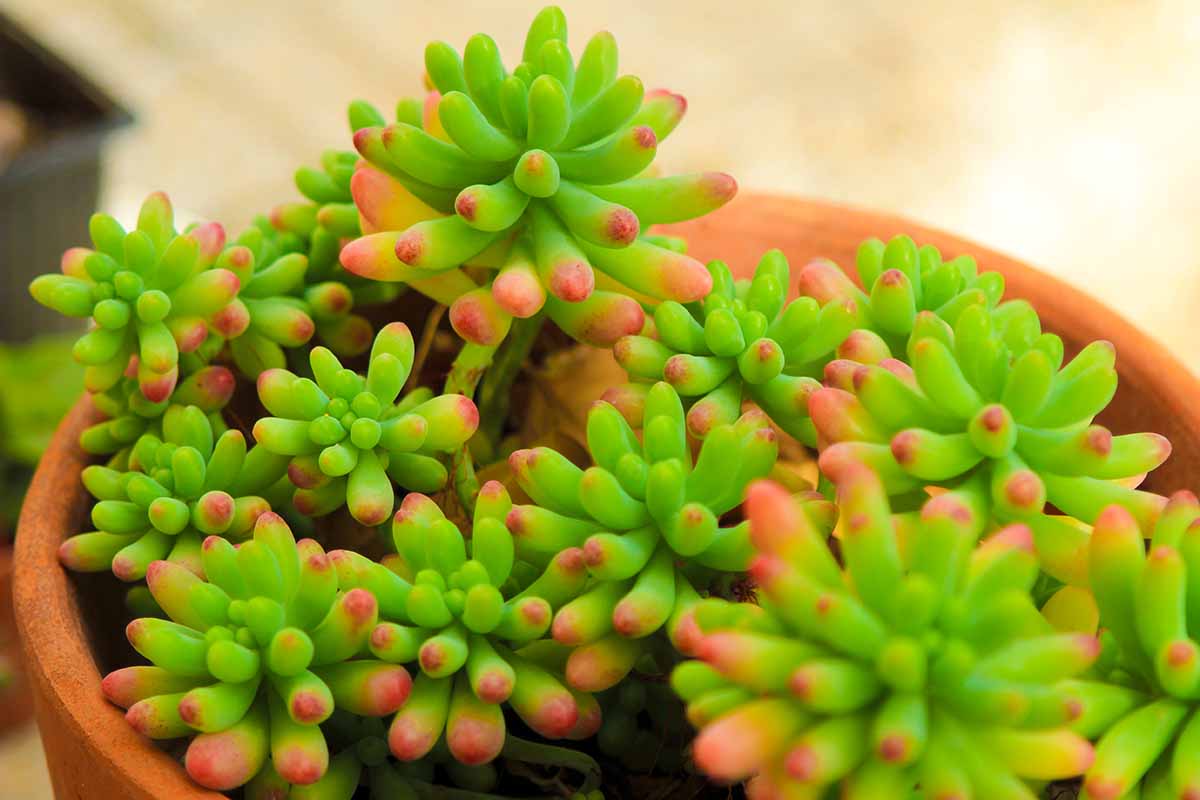 Une image horizontale rapprochée du feuillage brillant à pointe rose de Sedum x rubrotincum aka jelly haricot poussant dans un pot en terre cuite.