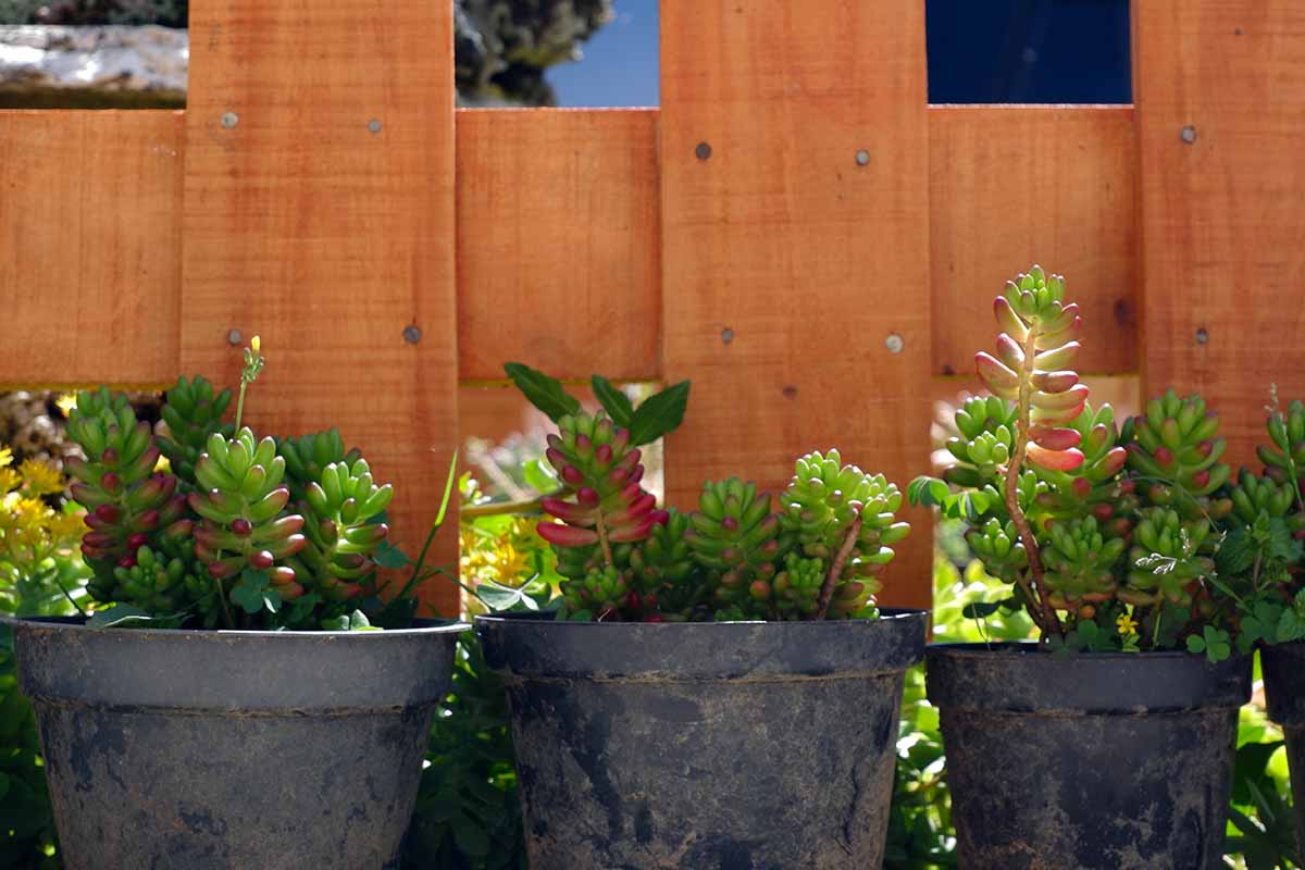 Une image horizontale de plantes succulentes poussant dans des conteneurs avec une clôture en bois en arrière-plan.