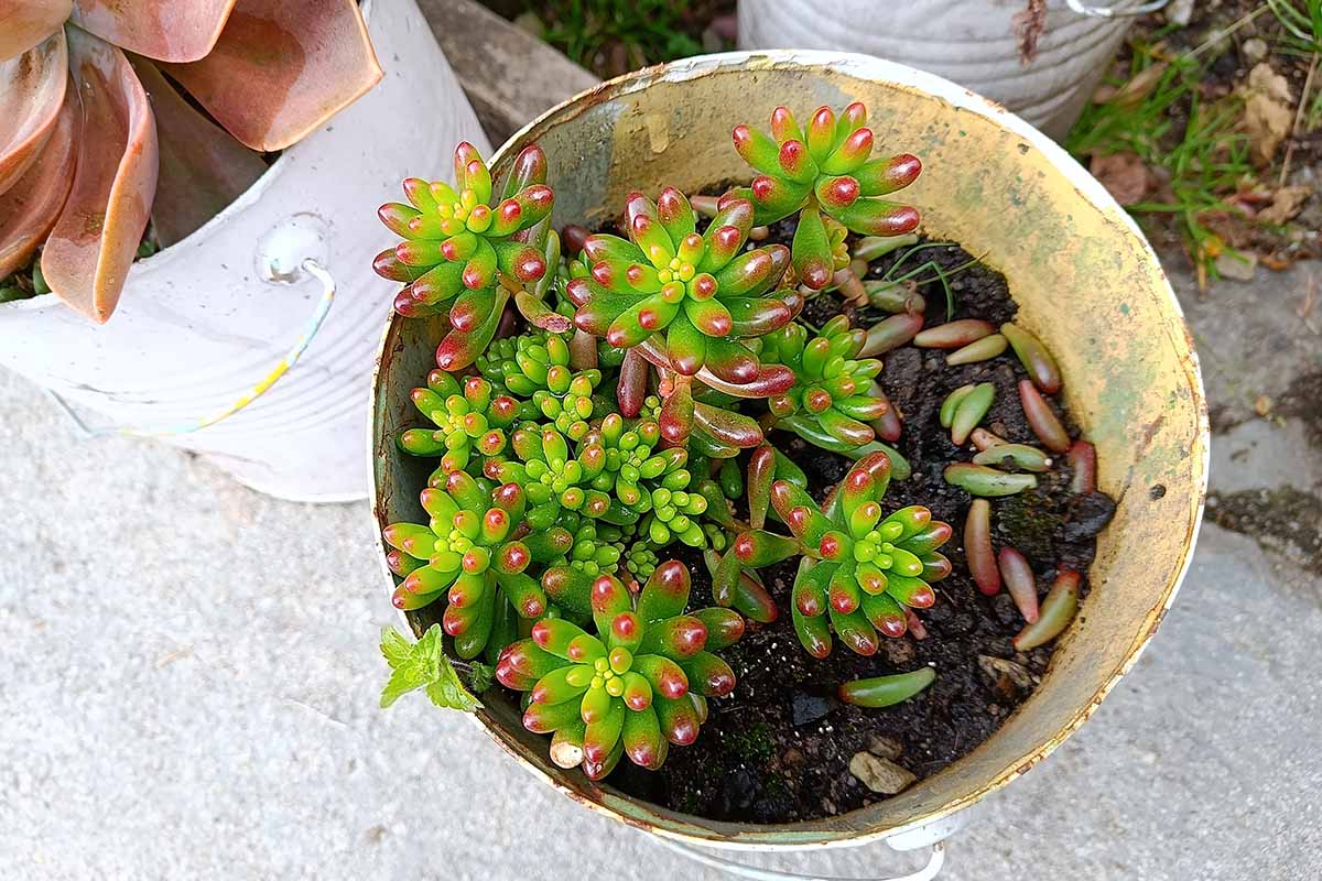 Une image horizontale rapprochée d'un sedum x en pot x réglé à l'extérieur sur une surface en béton.