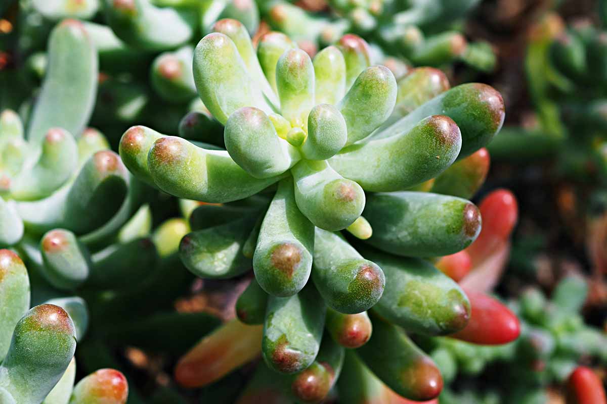 Une image horizontale rapprochée du porc et des haricots (Sedum x rubrotincum) poussant dans un endroit ensoleillé.