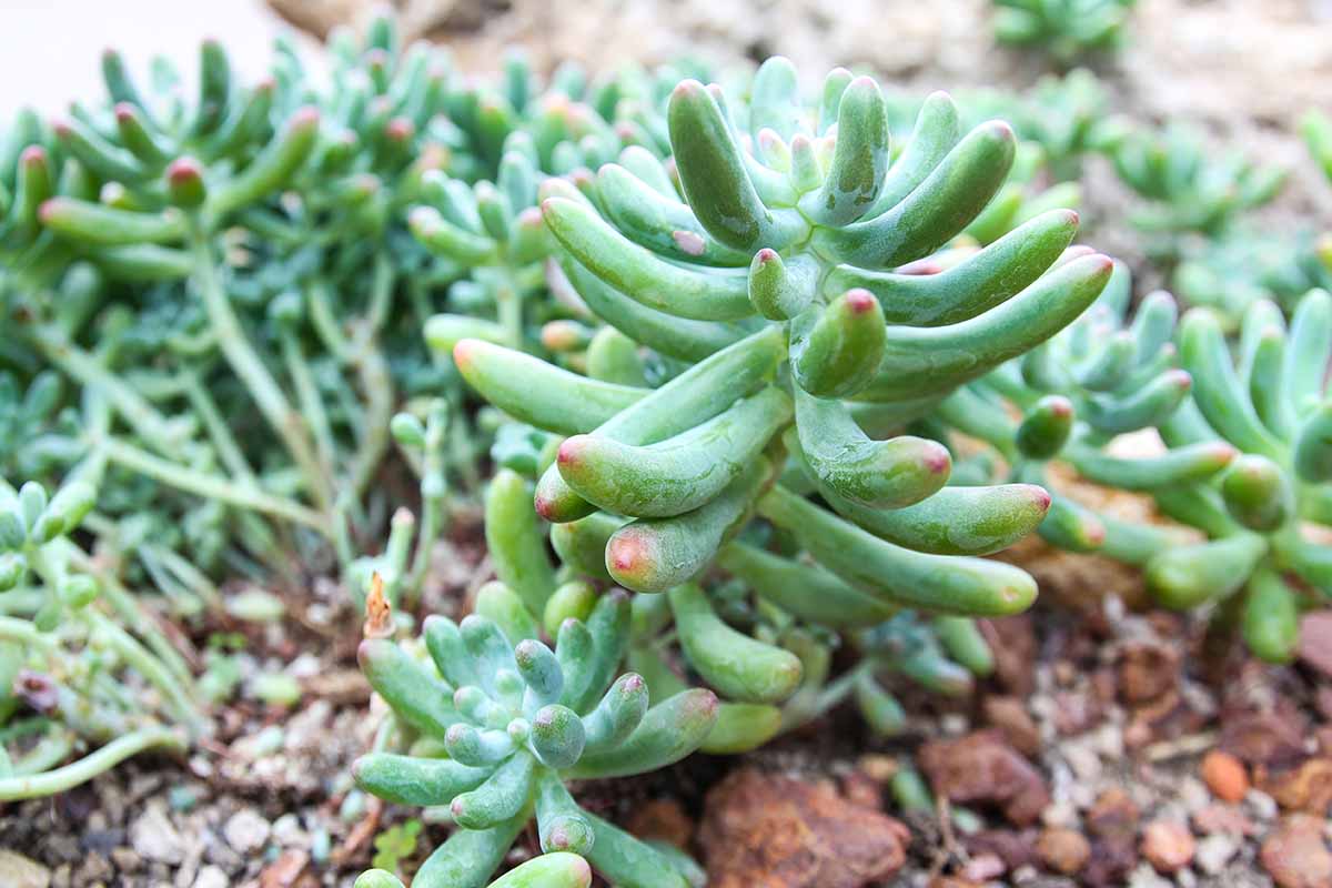 Une image horizontale rapprochée des plantes succulentes Sedum x Rubrotincum poussant dans un jardin de rocaille à l'extérieur.