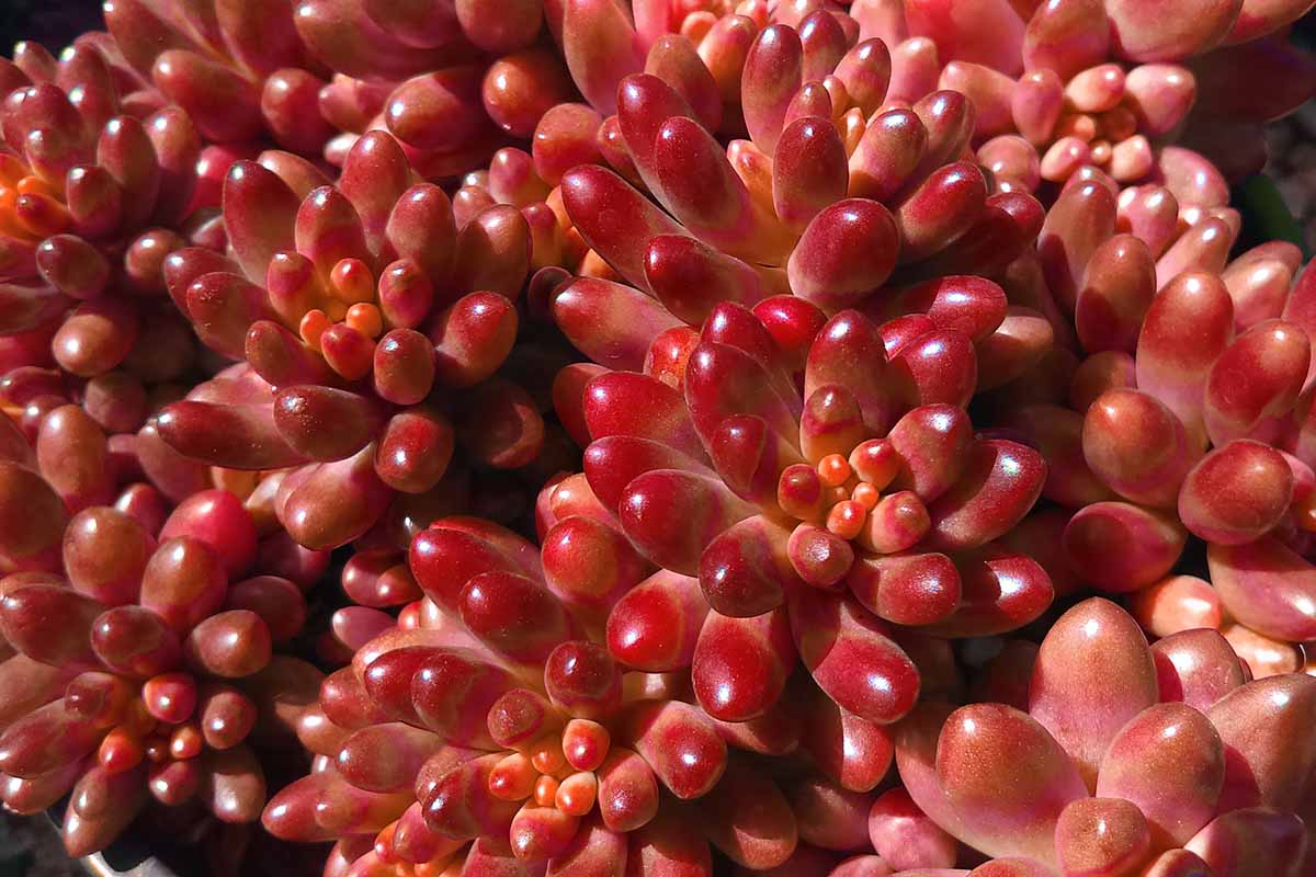 Une image horizontale rapprochée du feuillage rouge vif de Sedum x rubrotincum aka jelly bean plantes illustré sous un soleil brillant.